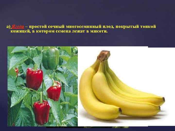 а) Ягода – простой сочный многосемянный плод, покрытый тонкой кожицей, в котором семена лежат