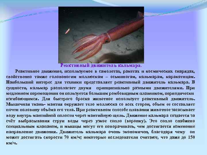 Реактивный движитель кальмара. Реактивное движение, используемое в самолетах, ракетах и космических снарядах, свойственно также