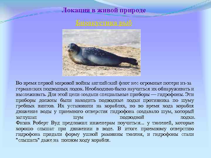 Локация в живой природе Биоакустика рыб Во время первой мировой войны английский флот нес