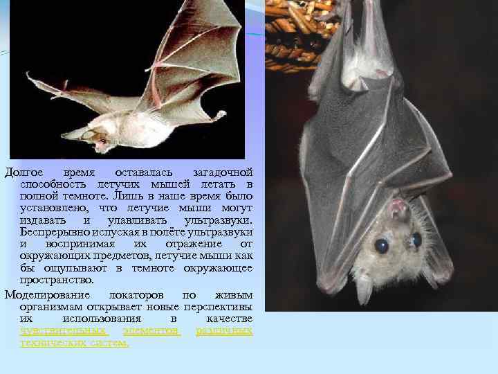 Долгое время оставалась загадочной способность летучих мышей летать в полной темноте. Лишь в наше