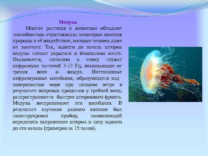 Медузы Многие растения и животные обладают способностью «чувствовать» некоторые явления природы и её воздействие,