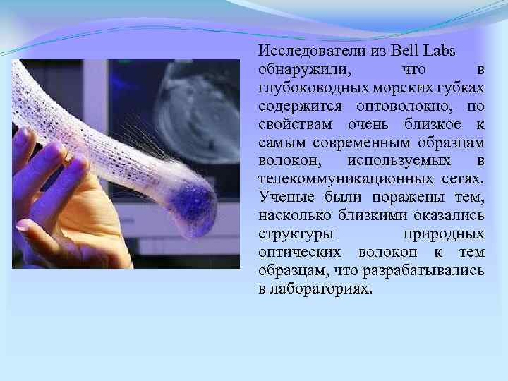 Исследователи из Bell Labs обнаружили, что в глубоководных морских губках содержится оптоволокно, по свойствам