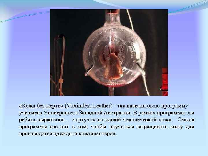  «Кожа без жертв» (Victimless Leather) - так назвали свою программу учёныеиз Университета Западной