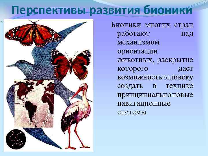 Перспективы развития бионики Бионики многих стран работают над механизмом ориентации животных, раскрытие которого даст