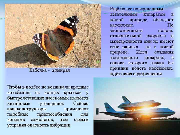 Бабочка - адмирал Чтобы в полёте не возникали вредные колебания, на концах крыльев у