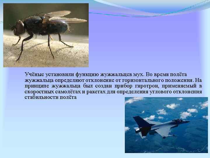 Учёные установили функцию жужжальцев мух. Во время полёта жужжальца определяют отклонение от горизонтального положения.