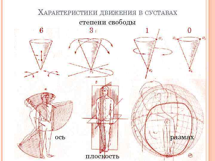 ХАРАКТЕРИСТИКИ ДВИЖЕНИЯ В СУСТАВАХ степени свободы 3 6 ось 1 0 размах плоскость 