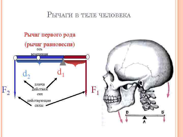 Рычаги в организме человека презентация