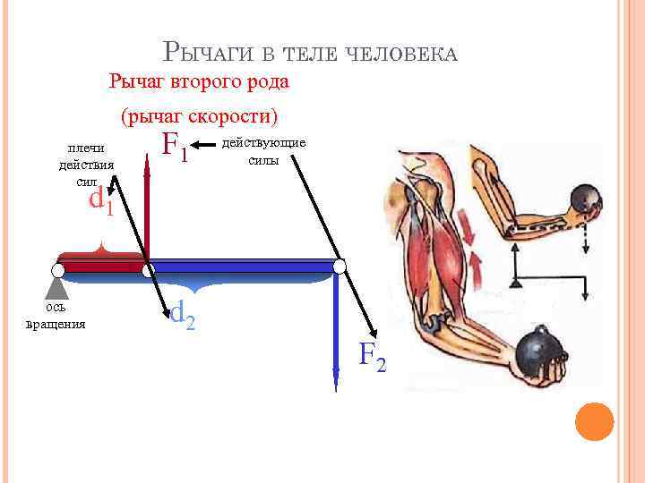 Рычаги в организме человека презентация