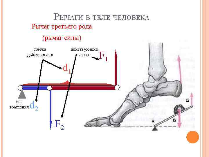 Плечо силы длина рычага