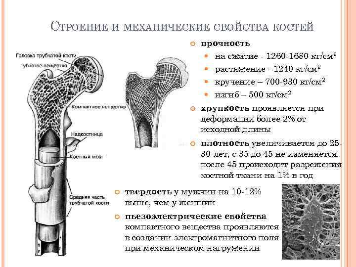 СТРОЕНИЕ И МЕХАНИЧЕСКИЕ СВОЙСТВА КОСТЕЙ прочность на сжатие - 1260 -1680 кг/см 2 растяжение