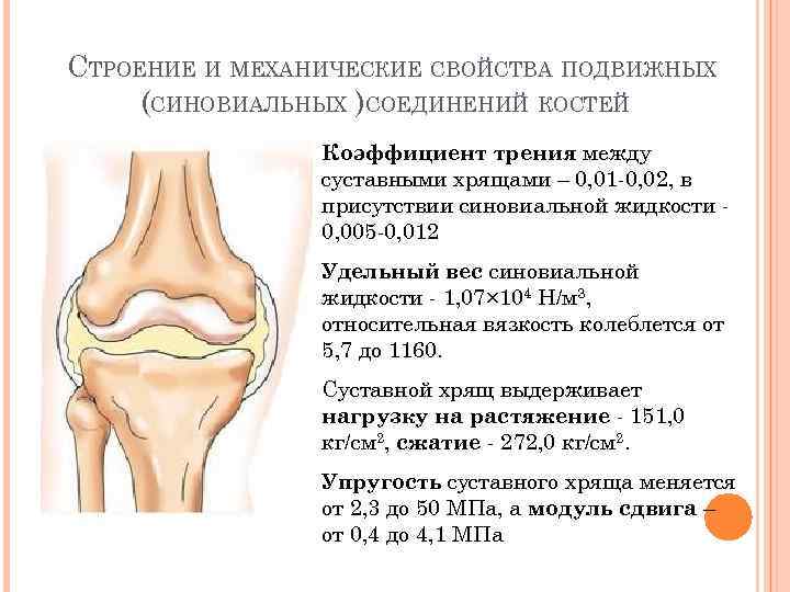 СТРОЕНИЕ И МЕХАНИЧЕСКИЕ СВОЙСТВА ПОДВИЖНЫХ (СИНОВИАЛЬНЫХ )СОЕДИНЕНИЙ КОСТЕЙ Коэффициент трения между суставными хрящами –