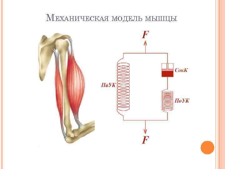 МЕХАНИЧЕСКАЯ МОДЕЛЬ МЫШЦЫ 