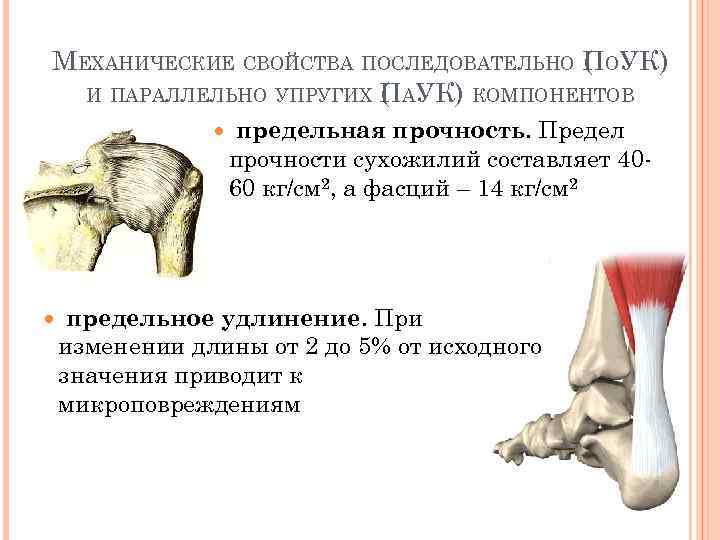 МЕХАНИЧЕСКИЕ СВОЙСТВА ПОСЛЕДОВАТЕЛЬНО ПОУК) ( И ПАРАЛЛЕЛЬНО УПРУГИХ ПАУК) КОМПОНЕНТОВ ( предельная прочность. Предел