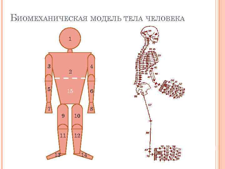 БИОМЕХАНИЧЕСКАЯ МОДЕЛЬ ТЕЛА ЧЕЛОВЕКА 1 3 4 2 5 15 6 7 8 9