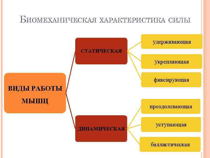 БИОМЕХАНИЧЕСКАЯ ХАРАКТЕРИСТИКА СИЛЫ удерживающая СТАТИЧЕСКАЯ укрепляющая фиксирующая ВИДЫ РАБОТЫ МЫШЦ преодолевающая ДИНАМИЧЕСКАЯ уступающая баллистическая