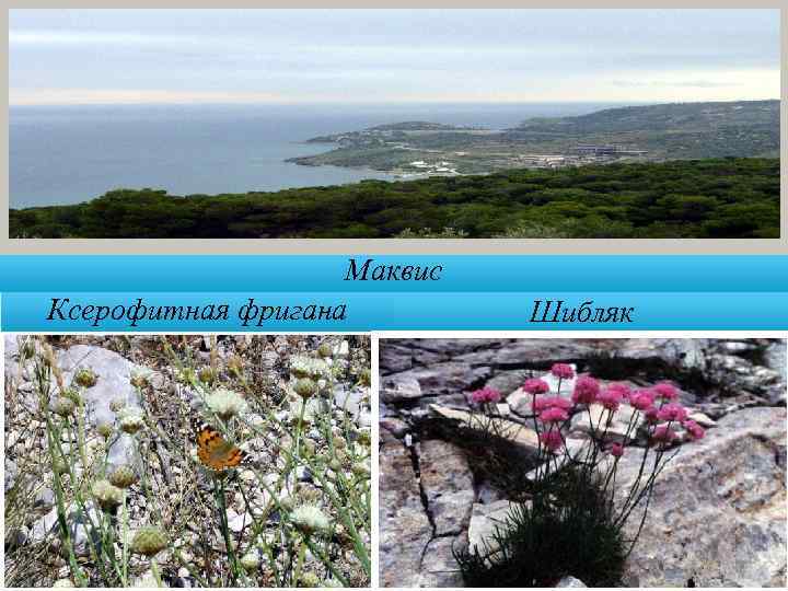 Маквис Ксерофитная фригана Шибляк 