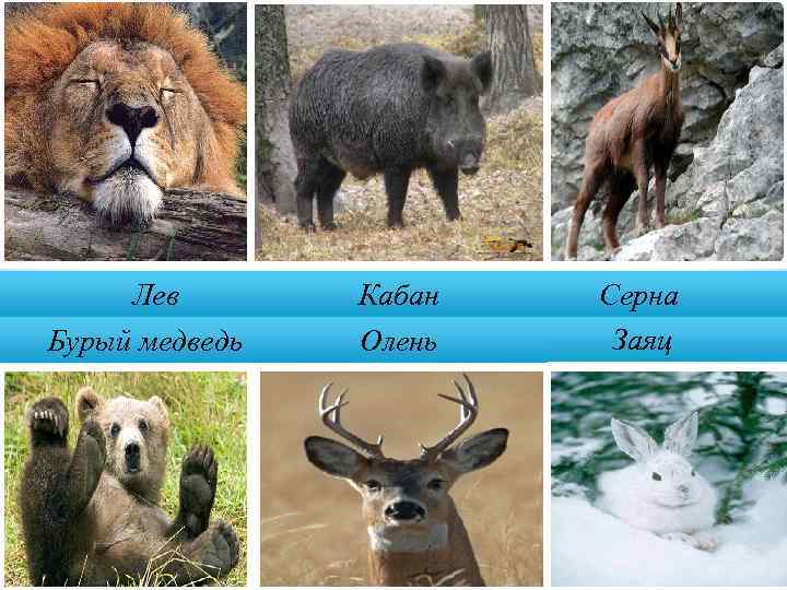 Лев Бурый медведь Кабан Олень Серна Заяц 