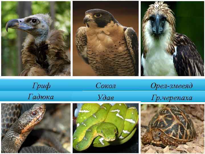 Гриф Гадюка Сокол Орел-змееяд Удав Гр. черепаха 