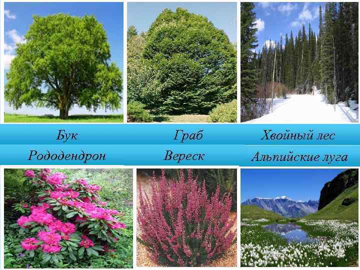 Бук Рододендрон Граб Вереск Хвойный лес Альпийские луга 