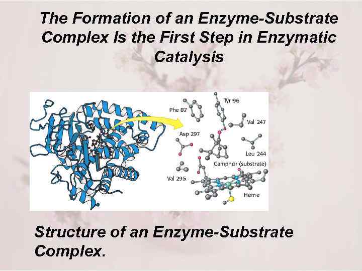 The Formation of an Enzyme-Substrate Complex Is the First Step in Enzymatic Catalysis Structure
