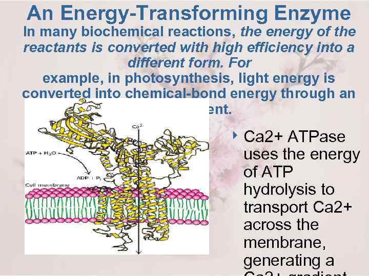 An Energy-Transforming Enzyme In many biochemical reactions, the energy of the reactants is converted