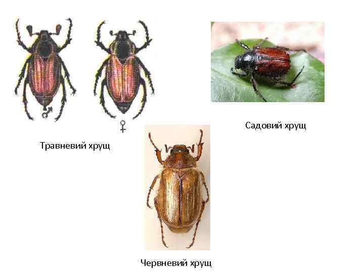 Садовий хрущ Травневий хрущ Червневий хрущ 