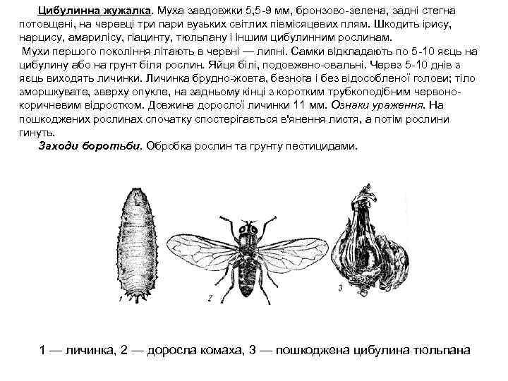 Цибулинна жужалка. Муха завдовжки 5, 5 -9 мм, бронзово-зелена, задні стегна потовщені, на черевці