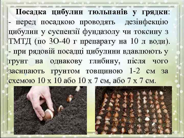 Посадка цибулин тюльпанів у грядки: - перед посадкою проводять дезінфекцію цибулин у суспензії фундазолу