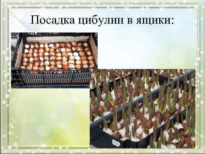 Посадка цибулин в ящики: 