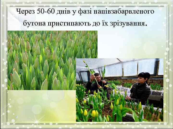 Через 50 -60 днів у фазі напівзабарвленого бутона пристипають до їх зрізування. 