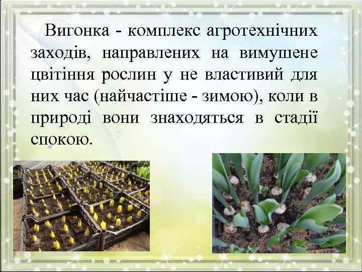 Вигонка - комплекс агротехнічних заходів, направлених на вимушене цвітіння рослин у не властивий для