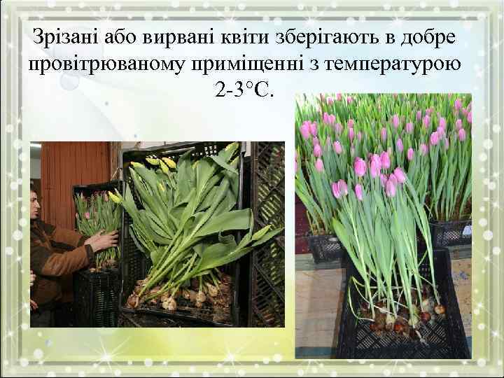 Зрізані або вирвані квіти зберігають в добре провітрюваному приміщенні з температурою 2 -3°С. 