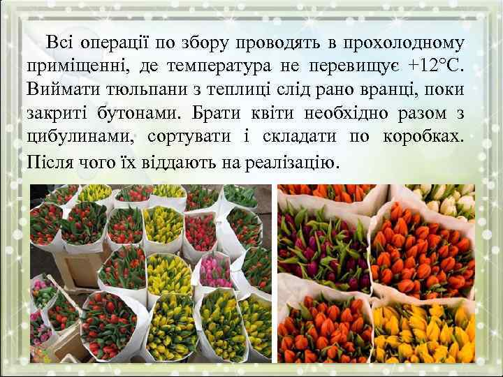 Всі операції по збору проводять в прохолодному приміщенні, де температура не перевищує +12°С. Виймати