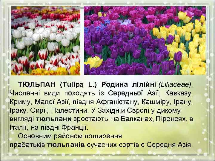 ТЮЛЬПАН (Тulipa L. ) Родина лілійні (Liliaсеае). Численні види походять із Середньої Азії, Кавказу,