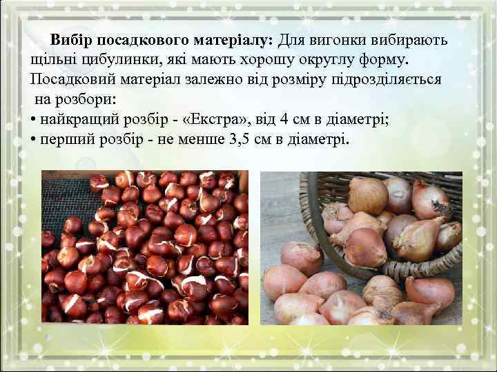 Вибір посадкового матеріалу: Для вигонки вибирають щільні цибулинки, які мають хорошу округлу форму. Посадковий