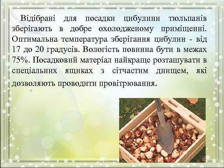 Відібрані для посадки цибулини тюльпанів зберігають в добре охолодженому приміщенні. Оптимальна температура зберігання цибулин