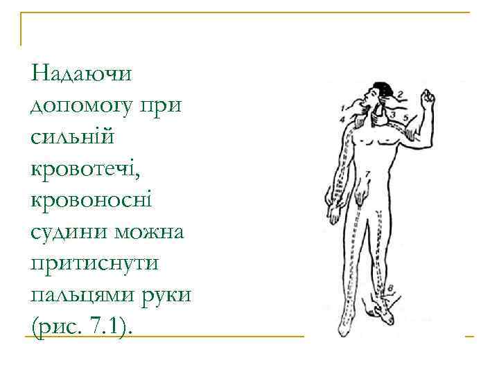 Надаючи допомогу при сильній кровотечі, кровоносні судини можна притиснути пальцями руки (рис. 7. 1).