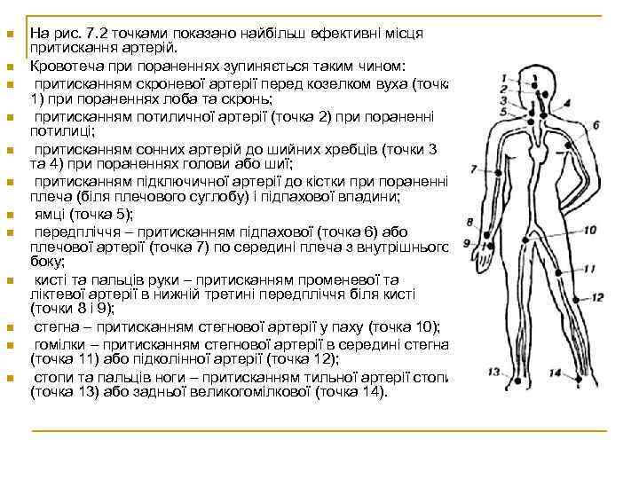 n n n На рис. 7. 2 точками показано найбільш ефективні місця притискання артерій.