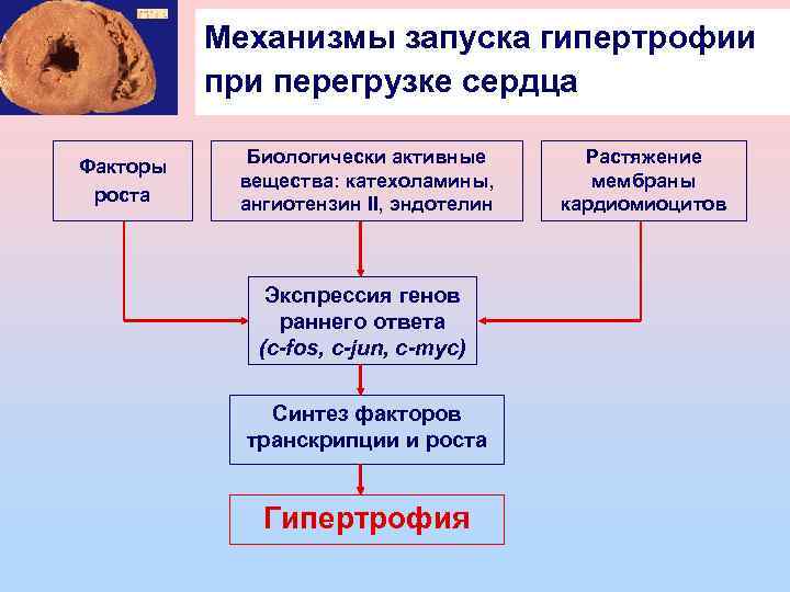 Механизмы запуска гипертрофии при перегрузке сердца Факторы роста Биологически активные вещества: катехоламины, ангиотензин II,