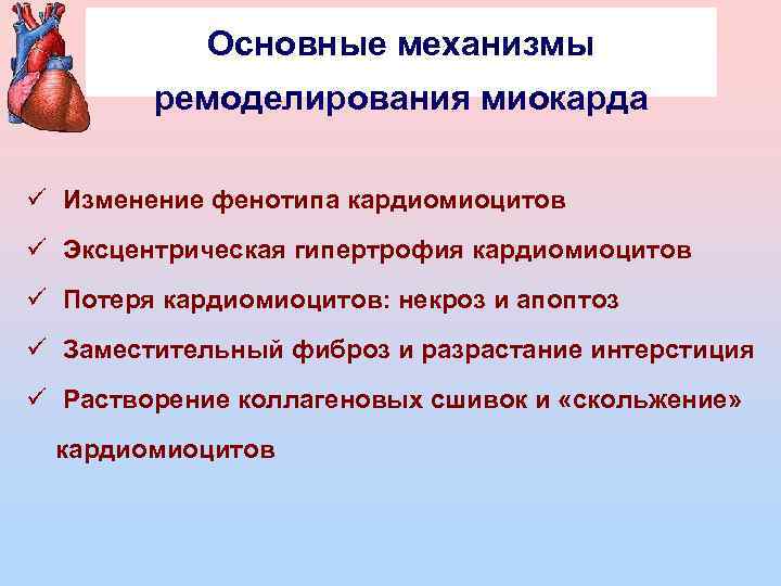 Основные механизмы ремоделирования миокарда ü Изменение фенотипа кардиомиоцитов ü Эксцентрическая гипертрофия кардиомиоцитов ü Потеря