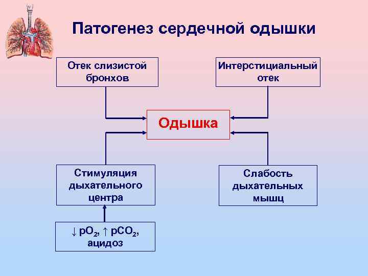 Патогенез сердечной одышки Отек слизистой бронхов Интерстициальный отек Одышка Стимуляция дыхательного центра ↓ р.