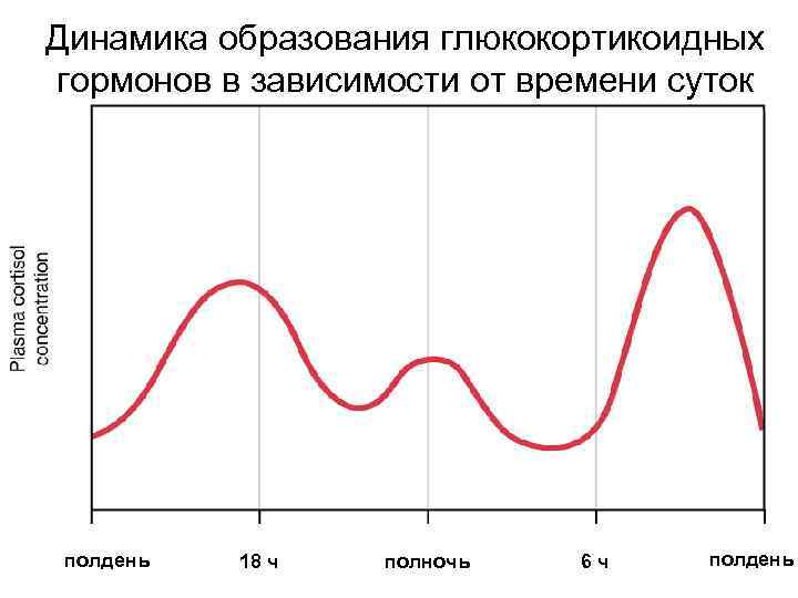 Динамика образования глюкокортикоидных гормонов в зависимости от времени суток полдень 18 ч полночь 6