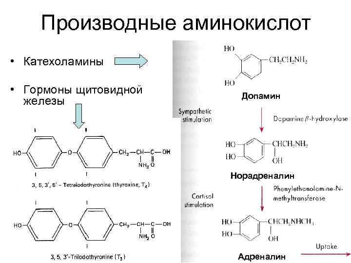 Катехоламины что это