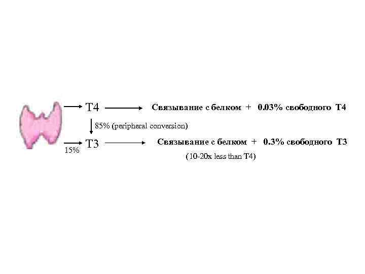 T 4 Связывание с белком + 0. 03% свободного T 4 85% (peripheral conversion)