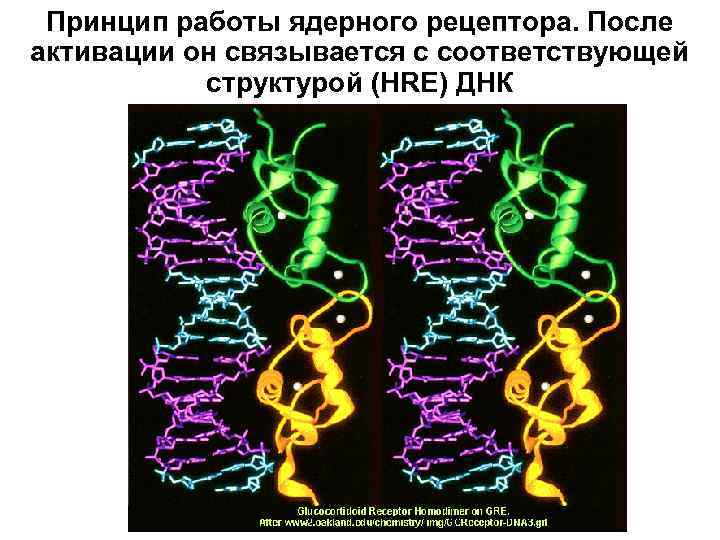 Принцип работы ядерного рецептора. После активации он связывается с соответствующей структурой (HRE) ДНК 