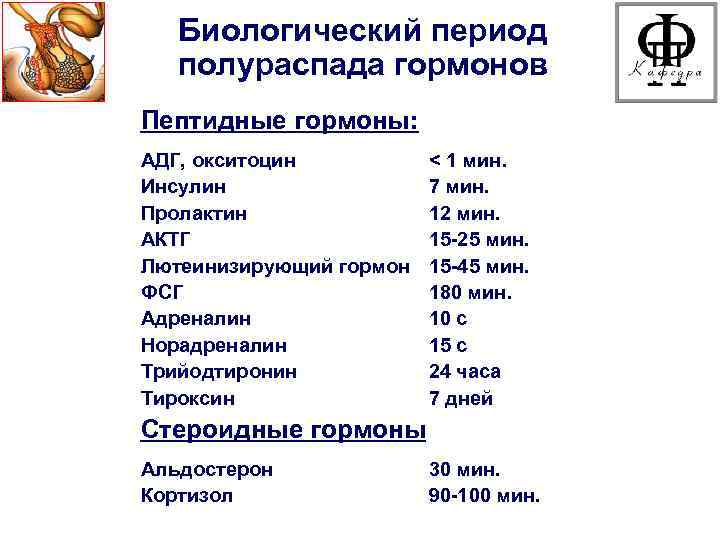 Биологический период полураспада гормонов Пептидные гормоны: АДГ, окситоцин Инсулин Пролактин АКТГ Лютеинизирующий гормон ФСГ