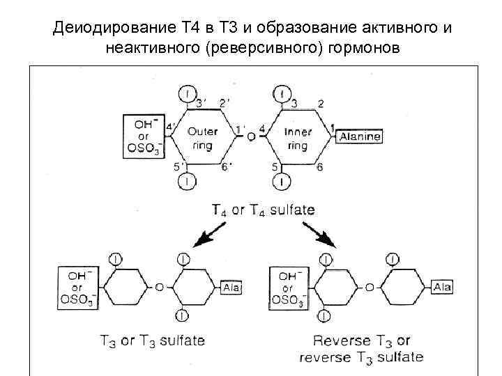 Деиодирование Т 4 в Т 3 и образование активного и неактивного (реверсивного) гормонов 