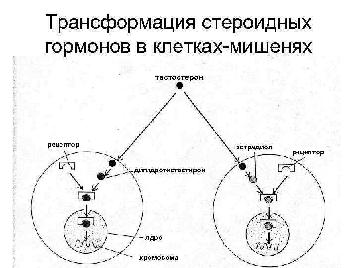 Механизм действия гормонов на клетку. Тестостерон клетки мишени. Андрогены клетки мишени. Рецепторы тестостерона. Стероидные гормоны механизм действия на клетку мишень.