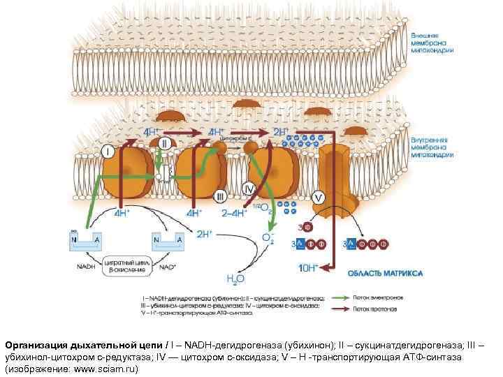 Организация дыхательной цепи / I – NADH-дегидрогеназа (убихинон); II – сукцинатдегидрогеназа; III – убихинол-цитохром